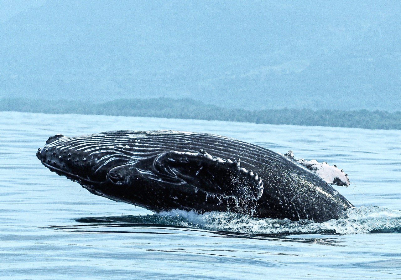 Humpback Whales