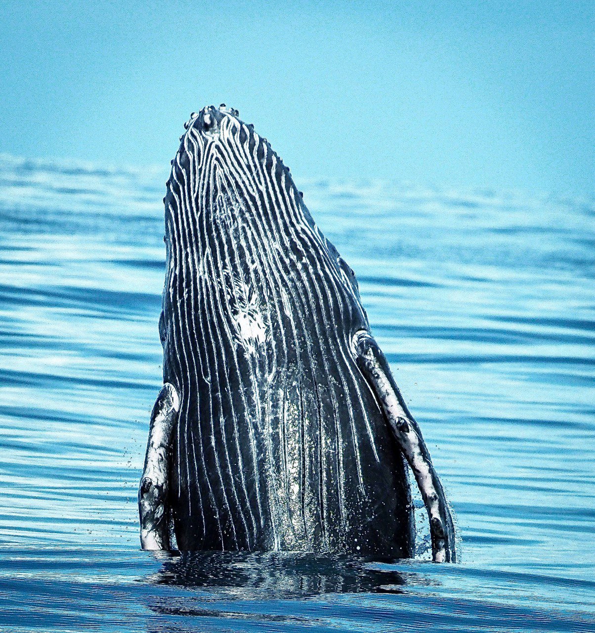 Whale Watching