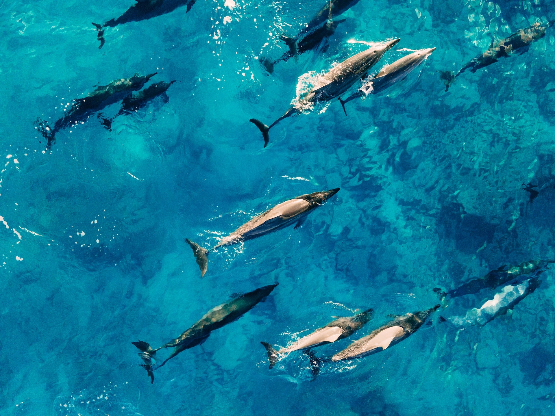 Spinner Dolphins