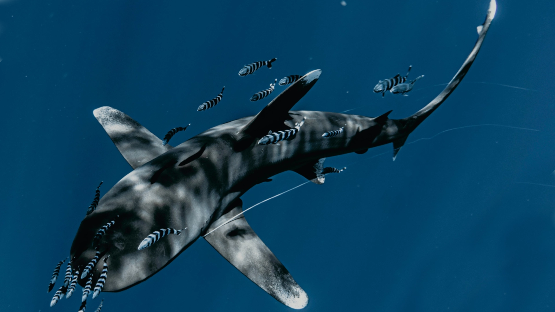 Reef Shark