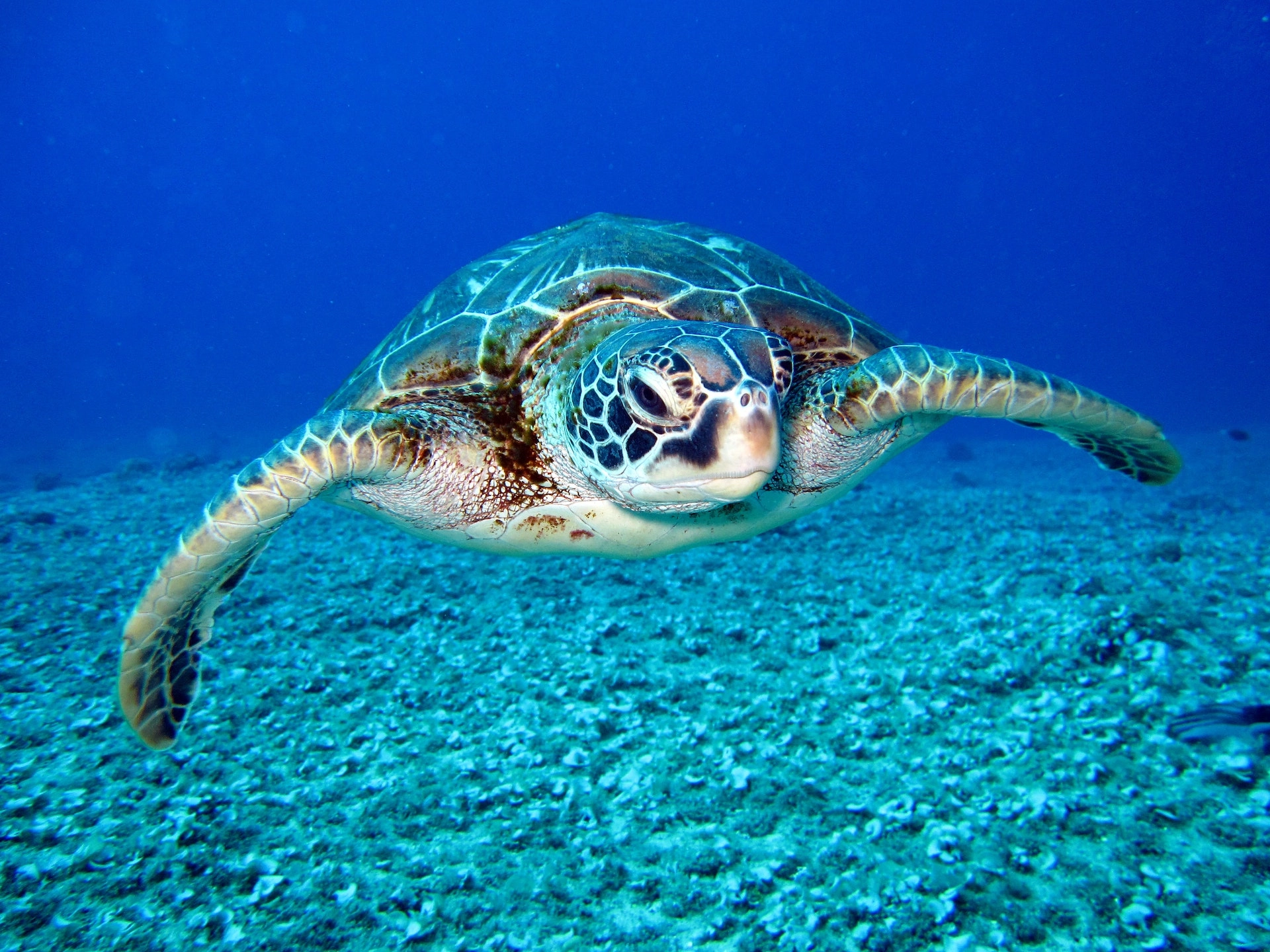 Green Sea Turtle
